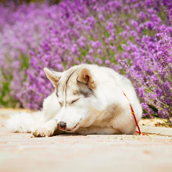 Retrato de un husky siberiano . — Foto de Stock