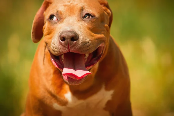 Bir köpek yavrusu niteliğine portresi kapatın. Pitbull.