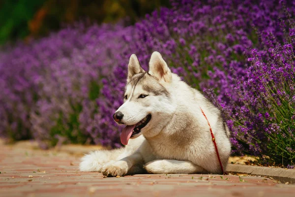 Egy szibériai husky portréja. — Stock Fotó