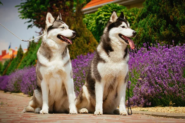 シベリアン ハスキー犬の肖像画. — ストック写真