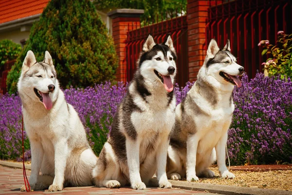 Retrato de una raza de perro Husky siberiano . —  Fotos de Stock