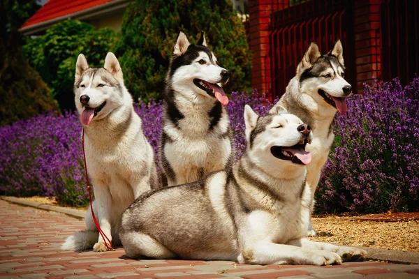 Retrato de una raza de perro Husky siberiano . — Foto de Stock