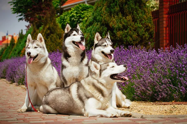 Retrato de una raza de perro Husky siberiano . —  Fotos de Stock