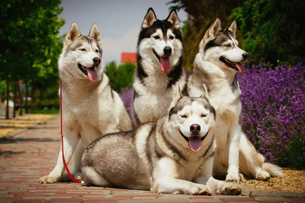 Portræt af en hunderace Siberian Husky . - Stock-foto