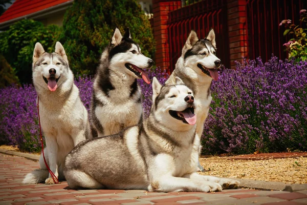 Retrato de una raza de perro Husky siberiano . — Foto de Stock