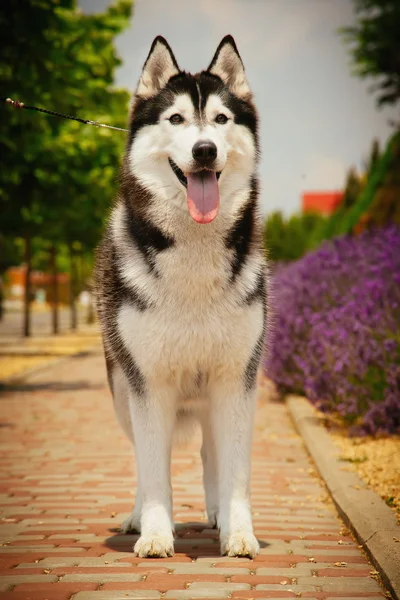 Retrato de un husky siberiano . —  Fotos de Stock