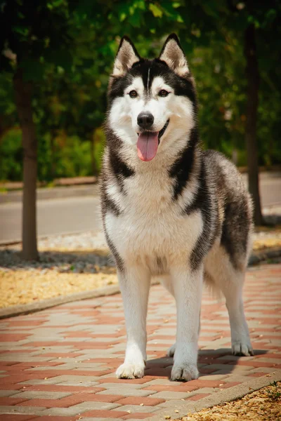 Porträtt av en sibirisk husky. — Stockfoto