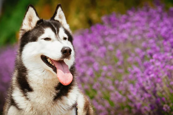 Retrato de un husky siberiano . — Foto de Stock