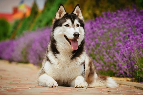 Perro gris tendido cerca de un arbusto floreciendo rosas. Retrato de un Husky siberiano . — Foto de Stock