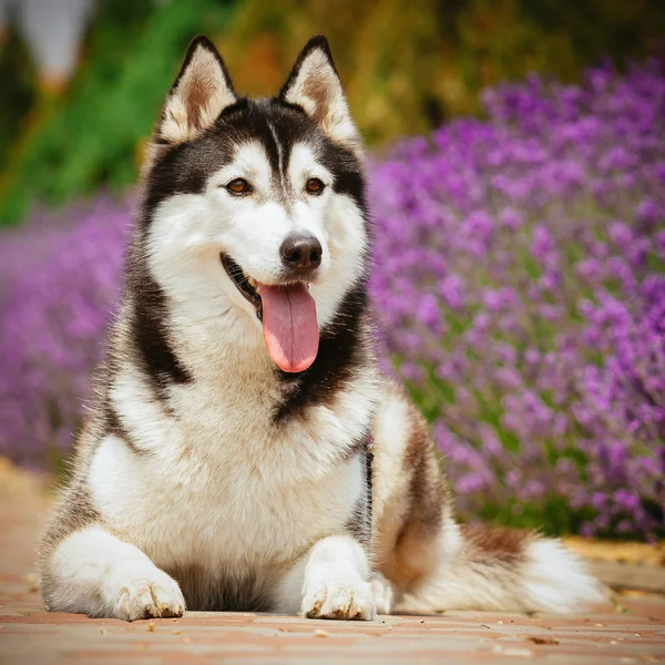 Portret syberyjskiego husky. — Zdjęcie stockowe