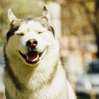 Köpek. Kentsel ortamda çimenlikte portre. Siberian dış yapraklar portresi