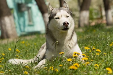 Sibirya kabuğunun portresi.