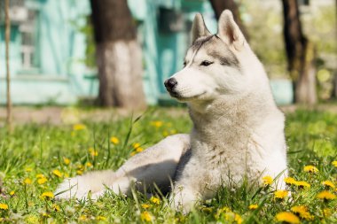 Sibirya Husky 'nin Portresi
