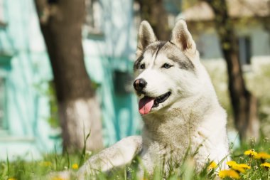 Köpek. Kentsel ortamda çimenlikte portre. Siberian dış yapraklar portresi