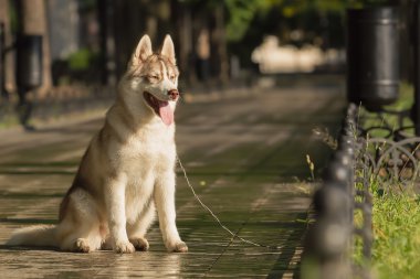 Sibirya Husky 'nin Portresi