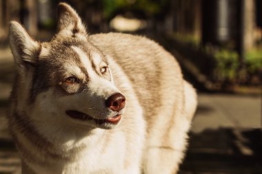 Sibirya Husky 'nin Portresi