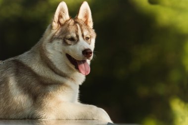 Köpek. Kentsel ortamda çimenlikte portre. Siberian dış yapraklar portresi