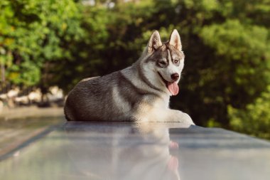Sibirya Husky 'nin Portresi