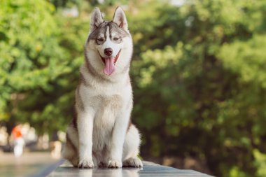 Sibirya Husky 'nin Portresi