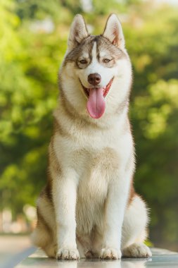Sibirya Husky 'nin Portresi