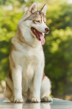 Sibirya Husky 'nin Portresi