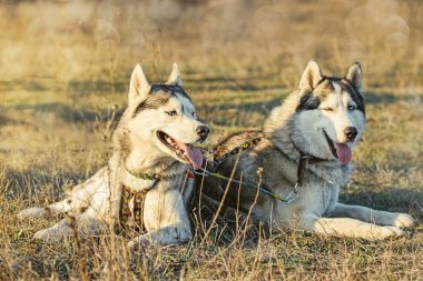 Köpek yarıştan sonra dinlenme. Siberian dış yapraklar.