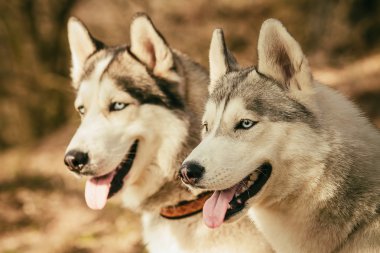 Köpek yarıştan sonra dinlenme. Siberian dış yapraklar.
