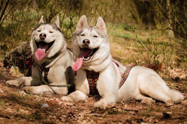 Gidiyoruz. Köpek yarıştan sonra dinlenme. Siberian dış yapraklar.