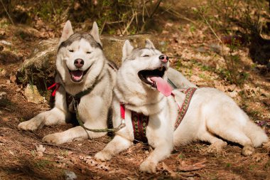 Gidiyoruz. Köpek yarıştan sonra dinlenme. Siberian dış yapraklar.