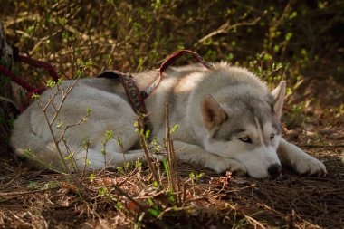 Gidiyoruz. Köpek yarıştan sonra dinlenme. Siberian dış yapraklar.