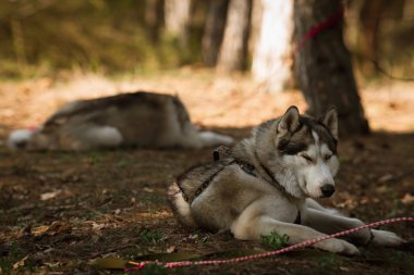Gidiyoruz. Köpek yarıştan sonra dinlenme. Siberian dış yapraklar.