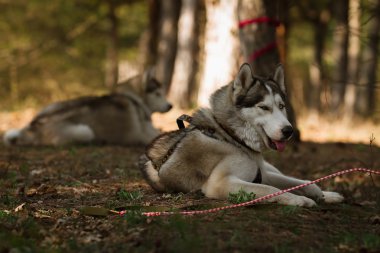 Köpek yarıştan sonra dinlenme. Siberian dış yapraklar.