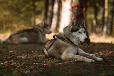 Dog resting after the race. Siberian Husky. clipart