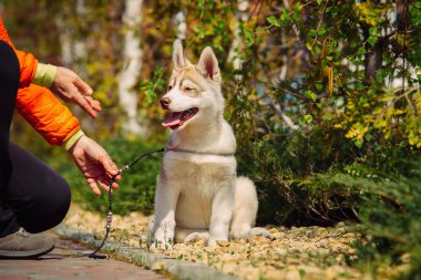 Sibirya husky köpek açık havada. Husky köpek yavrusu portresi.