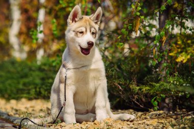 Sibirya husky köpek açık havada. Husky köpek yavrusu portresi.