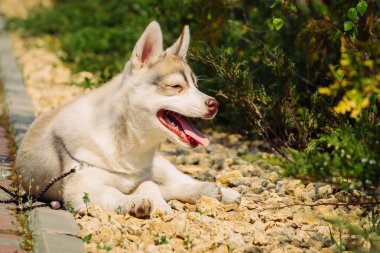 Sibirya husky köpek açık havada. Husky köpek yavrusu portresi.