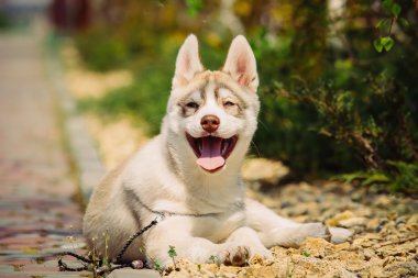 Sibirya husky köpek açık havada. Husky köpek yavrusu portresi.