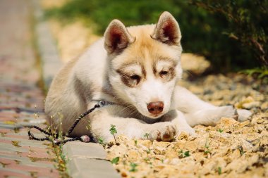 Sibirya husky köpek açık havada. Husky köpek yavrusu portresi.