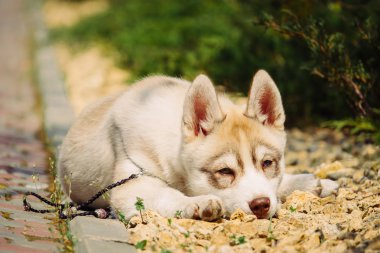 Sibirya husky köpek açık havada. Husky köpek yavrusu portresi.