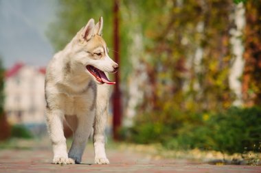 Sibirya husky köpek açık havada. Husky köpek yavrusu portresi.