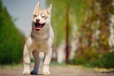 Sibirya husky köpek açık havada. Husky köpek yavrusu portresi.