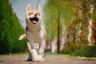 Sibirya husky köpek açık havada. Husky köpek yavrusu portresi.