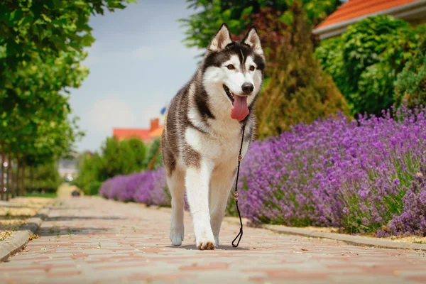 Retrato de husky siberiano — Foto de Stock