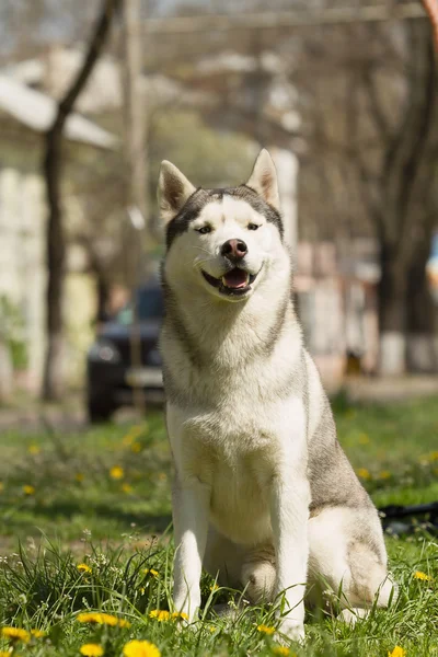 Retrato de un husky siberiano . —  Fotos de Stock