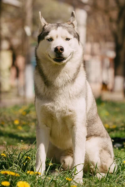 Portrait of a Siberian Husky. — Stock Photo, Image