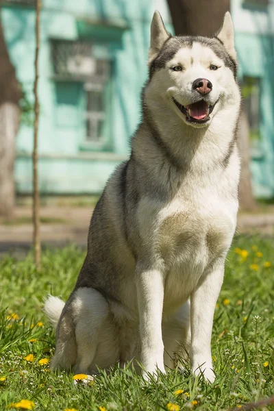 Retrato de husky siberiano —  Fotos de Stock