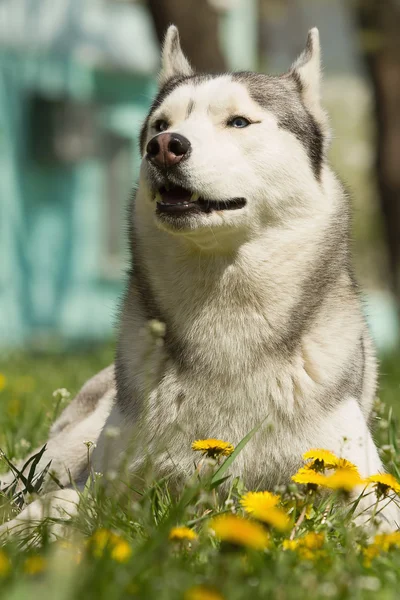 Portret van een Siberische husky. — Stockfoto