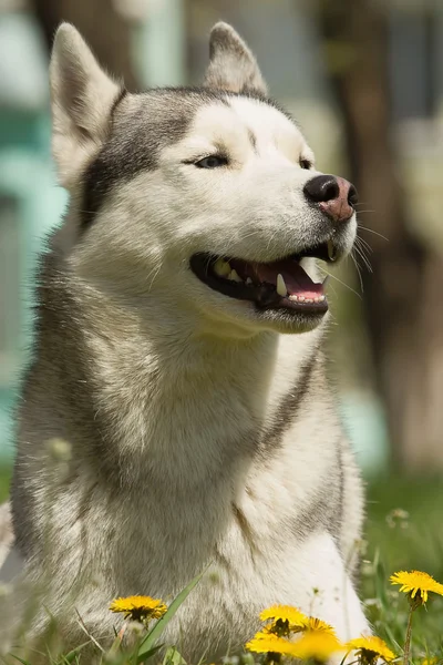 Egy szibériai husky portréja. — Stock Fotó