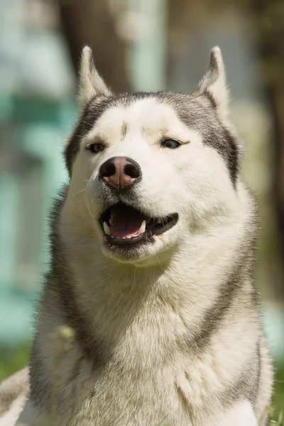 犬。都市環境の芝生の上の肖像画。シベリアン ・ ハスキーの肖像画 — ストック写真