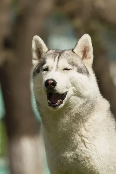 Portrait d'un husky sibérien. — Photo